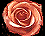 CoralRose