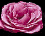 DarkPinkRose