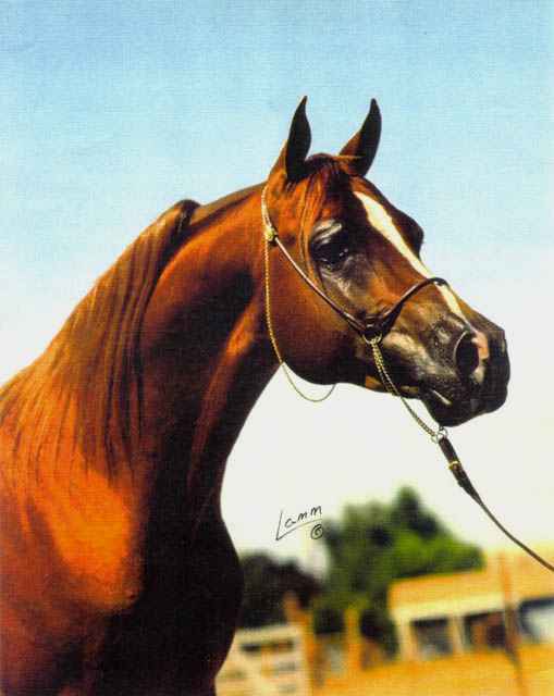 &copy; Dreams Gate Arabians