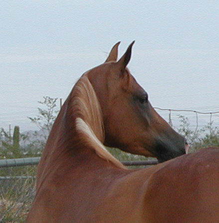 &copy; Sweetwater's Painted Ranch