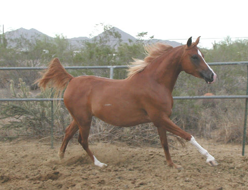 &copy; Sweetwater's Painted Ranch