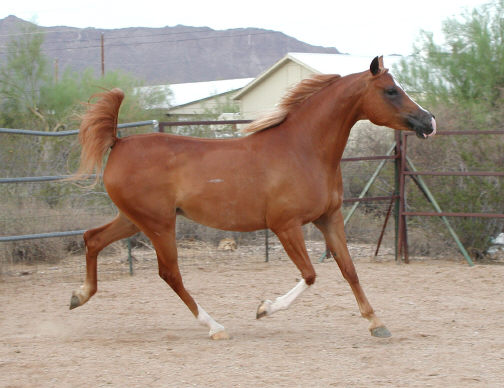 &copy; Sweetwater's Painted Ranch