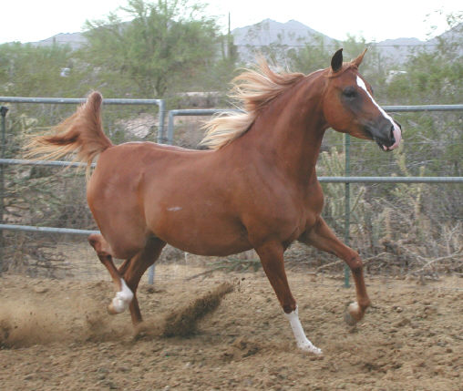 &copy; Sweetwater's Painted Ranch