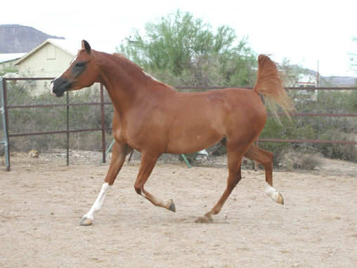 &copy; Sweetwater's Painted Ranch