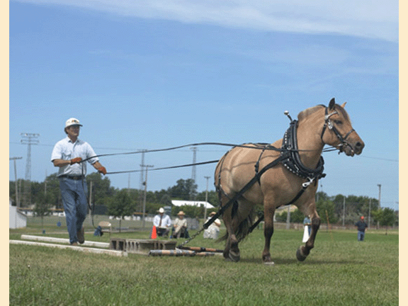 &copy; Green Valley Farm