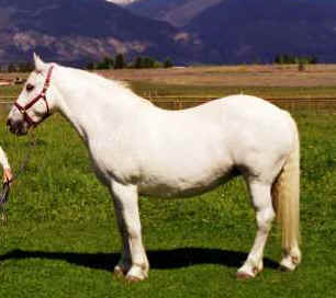 &copy; Dandelion Farm