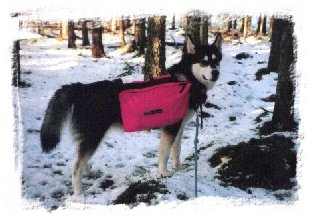 &copy; Anne Korhonen