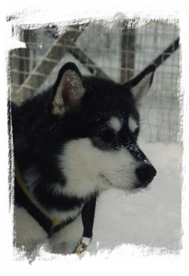 &copy; Anne Korhonen