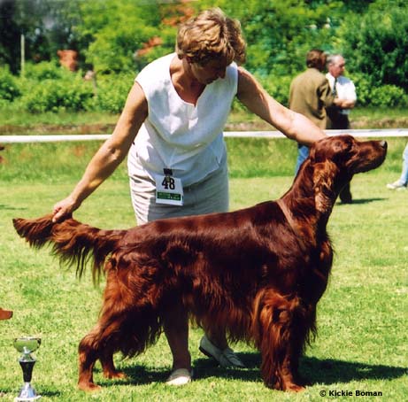 © Vicary's irish Setters