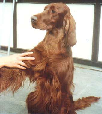 &copy; Irish Setter's of the red Empire