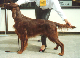 &copy; Irish Setter's of the red Empire