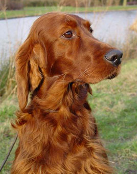 &copy; Irish Setter's of the red Empire