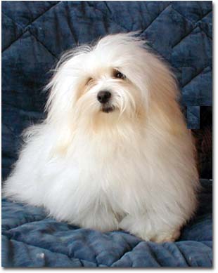 &copy; La Cottonerie