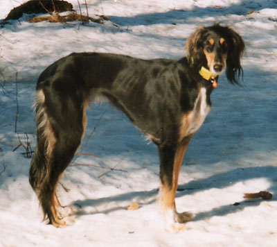 &copy; Qashani Saluqis