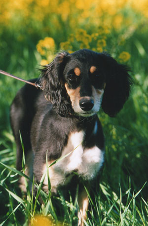 &copy; Qashani Saluqis