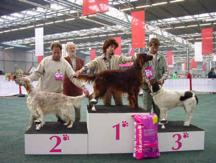 &copy; Irish Setter's of The Red Empire