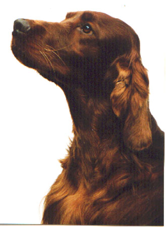 &copy; Irish Setter's of The Red Empire
