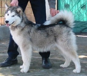 &copy Al Qantarah's Kennel