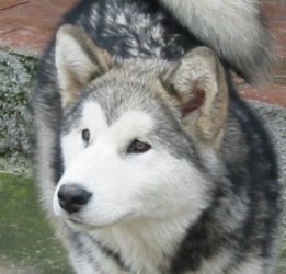 &copy; Al Qantarah's Kennel