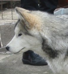 &copy; Al Qantarah's Kennel