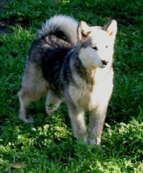 &copy; Al Qantarah's Kennel