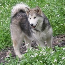 &copy; Al Qantarah's Kennel