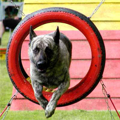 &copy; Schweizerischer Club