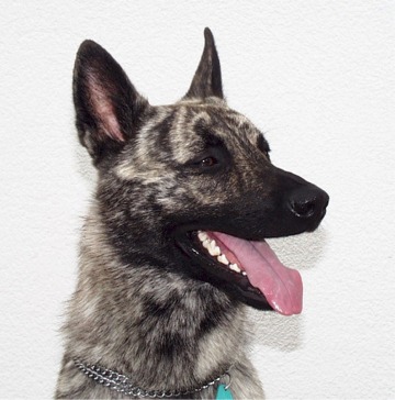 &copy; Schweizerischer Club