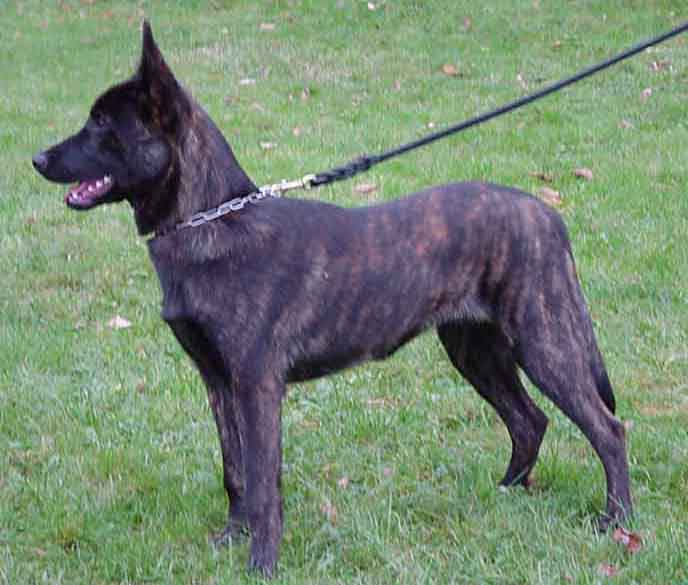 &copy Havrevingens Kennel - Taken by: Venke Chylwik