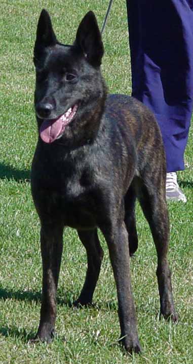 &copy; Havrevingens Kennel