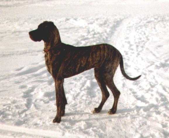 &copy Paula Korhonen - Kuvassa Helisain Hecule