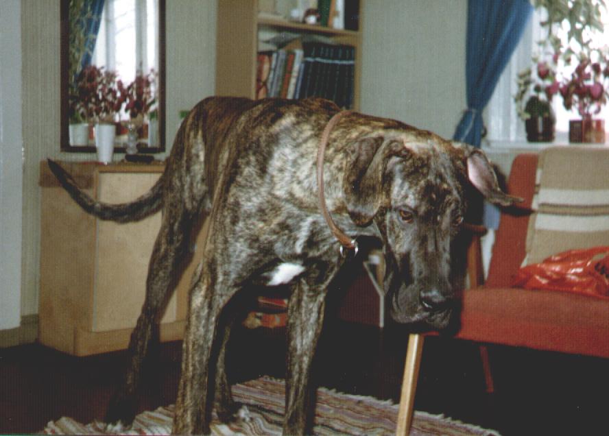 &copy; Paula Korhonen - Kuvassa Helisain Hercule