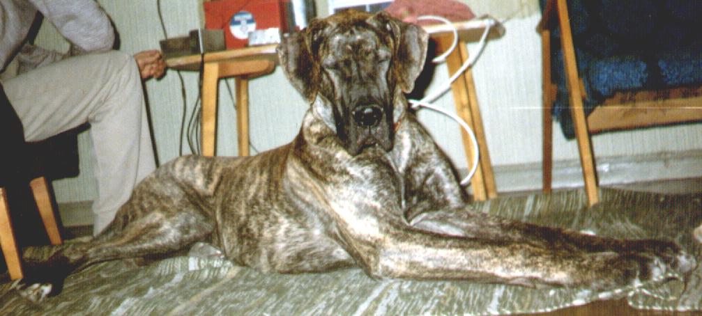 &copy; Paula Korhonen - Kuvassa Helisain Hercule