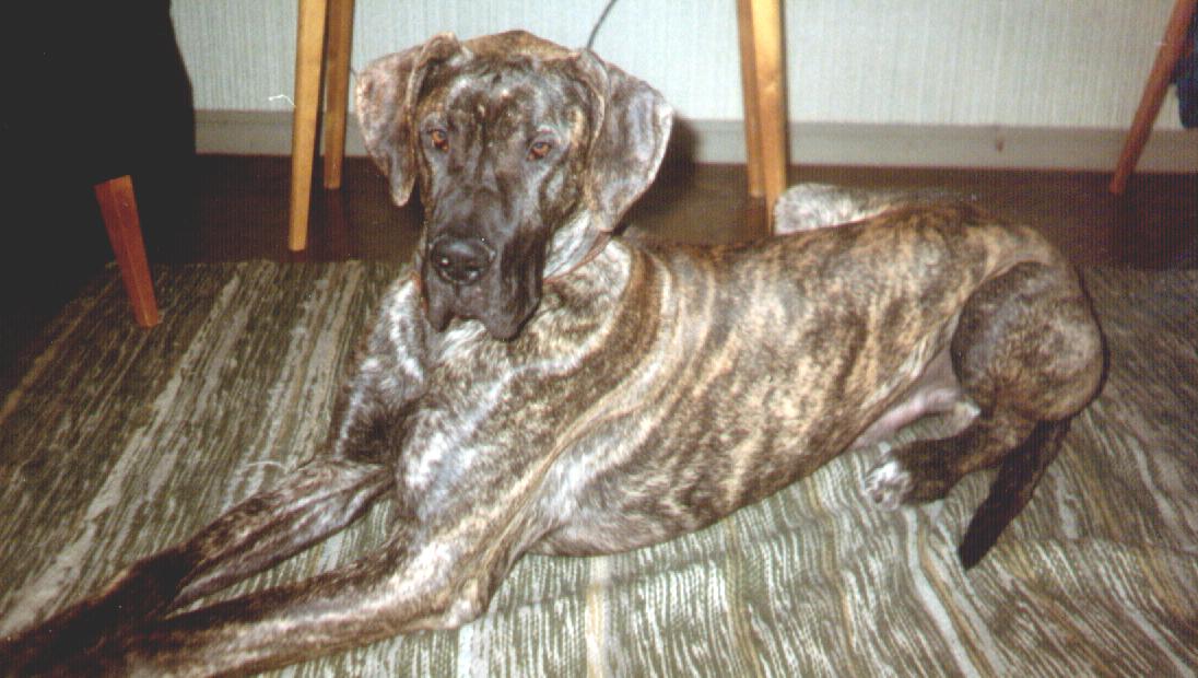 &copy; Paula Korhonen - Kuvassa Helisain Hercule