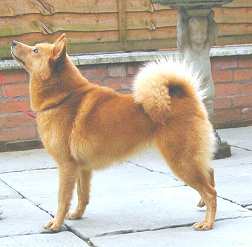 &copy Sukunimi Finnish Spitz