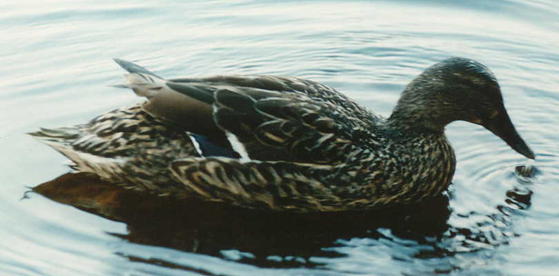 &copy; Paula Korhonen