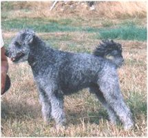 &copy Lena Johansson