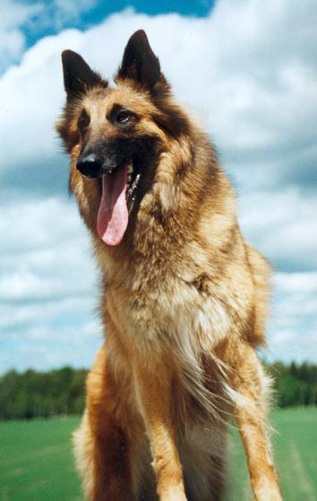 &copy; Sari Hauta-Aho
Koiran oikea nimi on Cousin�s El�Vital