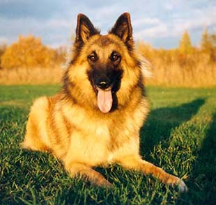 &copy; Sari Hauta-Aho
Koiran oikea nimi on Cousin�s El�Vital