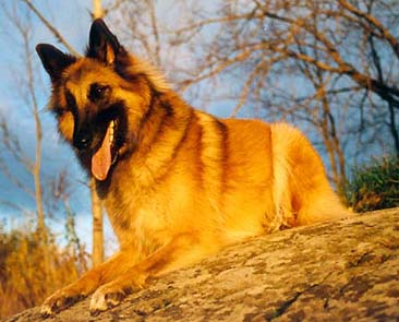 &copy; Sari Hauta-Aho
Koiran oikea nimi on Cousin�s El�Vital