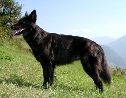 &copy schweizerischer Club