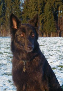 &copy; Hollandse Herdershond