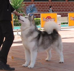 &copy Al Qantarah's Kennel