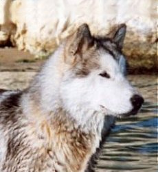 &copy; Al Qantarah's Kennel