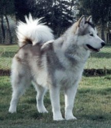 &copy; Al Qantarah's Kennel