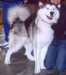 &copy; Al Qantarah's Kennel