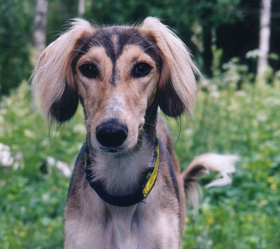 &copy; Qashani Saluqis