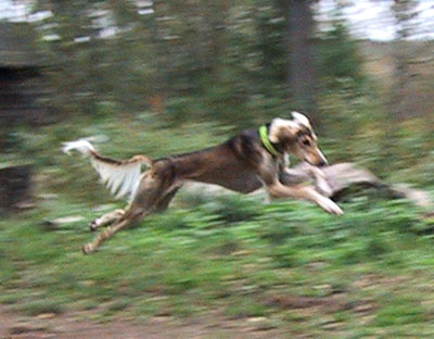 &copy; Qashani Saluqis