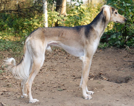 &copy; Qashani Saluqis