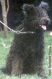 &copy; Sz�rkeb�rat- pumi kennel